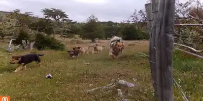 Alerta en Tierra del Fuego: la alarmante cifra de ovejas perdidas por ataques de perros asilvestrados