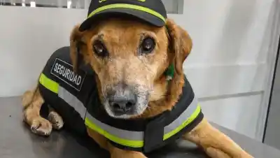 Cinco mascotas esperan una segunda oportunidad en Cipolletti: ¿será tu hogar?