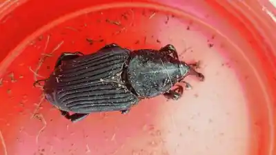 Alerta en Colonia Elía: detectan Picudo Rojo y activan un operativo urgente para frenar la plaga