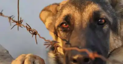 Advierten a imputados por maltrato animal: deberán pasar por talleres de reflexión