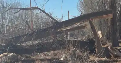 Mendoza en alerta: seis muertos por la caída de árboles en cinco tragedias