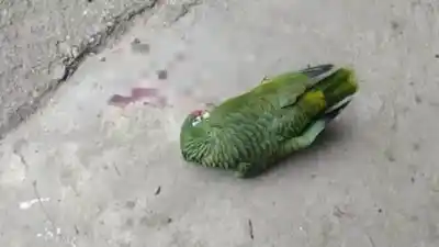Atacan a loros con gomeras en Metán y la indignación crece: ya hay varias aves muertas
