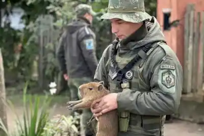 Un carpincho como mascota: la insólita escena que encontró la Policía Rural en una casa