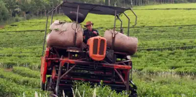 El precio del té sigue sin definirse: productores e industria quedaron a años luz de un acuerdo