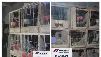 Allanamiento en 25 de Mayo: secuestran 80 gallos y un detalle que complica la causa