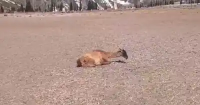 Un patrullaje de rutina terminó en un rescate animal que conmovió a todos