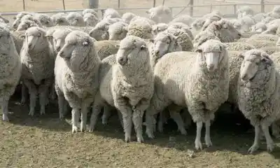 El drama oculto de los campos chubutenses: productores ovinos revelan una crisis sin precedentes