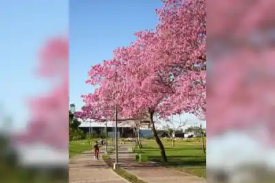 Semana del Árbol en Corrientes: ¿Qué actividades se vienen y cómo participar?