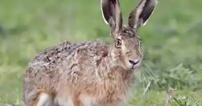 La veda de caza de liebre europea se extiende en Tandil y otros cinco distritos: qué hay detrás de la medida