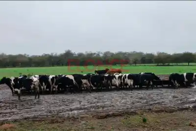 El barro y el frío castigan a la producción ganadera: las pérdidas que preocupan a los productores