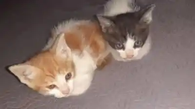 Dos gatitas buscan un hogar en Alto Comedero: ¿podés ayudarlas?