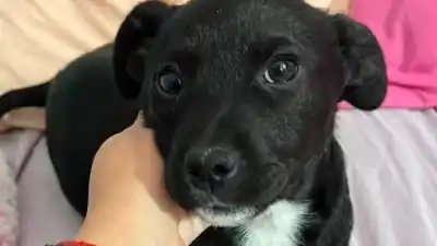 Un cachorro de dos meses busca desesperadamente un hogar en Jujuy: ¿le darás una oportunidad?