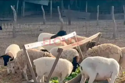 Ovejas que no necesitan esquila: la raza que conquista a los productores de Paraná
