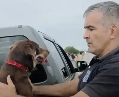 Un hallazgo inesperado en la ruta: el perro con collar rojo que conmovió a vecinos solidarios