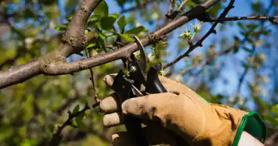 Últimos días para pedir la poda aérea en General Pico: qué trámites siguen vigentes