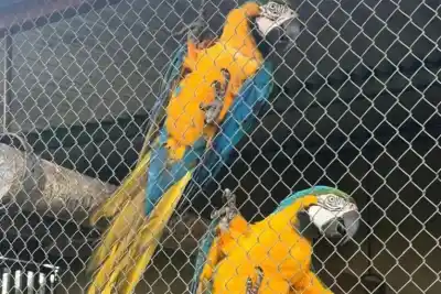 Vivían en una torre de agua y no podían volar: el dramático rescate de dos guacamayos en Entre Ríos