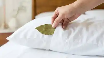 El sencillo truco con una hoja de laurel que promete transformar tu sueño y limpiar la energía de tu almohada
