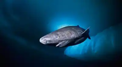 Un habitante del océano que nació cuando Tucumán era apenas una idea: el increíble secreto que guarda en sus ojos