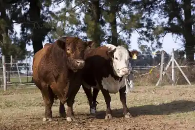 El secreto de los toros que podría cambiar la preñez en Corrientes