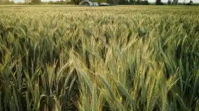 Las lluvias jugaron una mala pasada: la siembra de cebada cerró con menos hectáreas de lo esperado