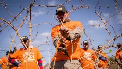 Maipú se prepara para el gran desafío: llega el Concurso de Poda Profesional en Vid