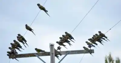Alerta en Metán: denuncian ataques con gomeras a loros y ya son varios los muertos