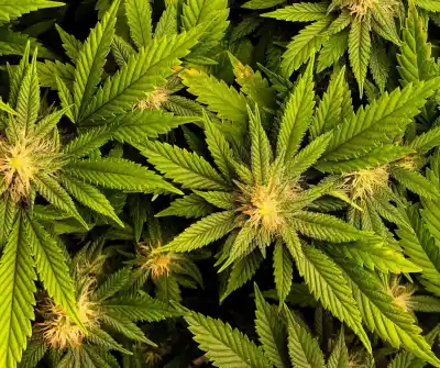 Allanamiento por una golpiza terminó con un hallazgo inesperado en Chacra 2