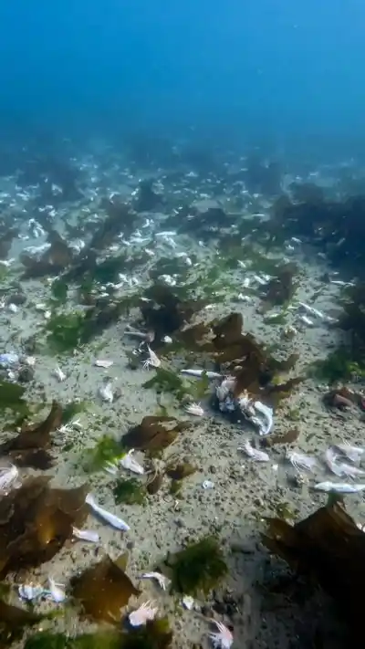 Buzo encontró un basural submarino en un santuario de Chubut y las imágenes son escalofriantes