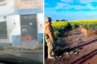 Apareció un ciervo axis en plena ciudad y desató un operativo sorprendente