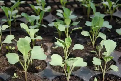 Neuquén: abren la inscripción al Plan de Plantines y prometen revolucionar las huertas familiares