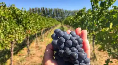 El Pinot Noir neuquino busca su corona: Figueroa impulsa la ley que lo consagra como cepa emblema