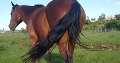 Un caballo pateó a un nene de 8 años en Salta y terminó en terapia intensiva