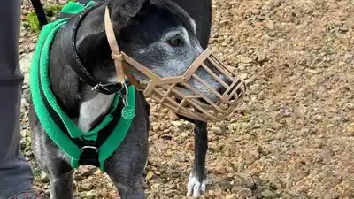 ¿Sabés qué dice la ley sobre los perros sueltos en Jujuy?