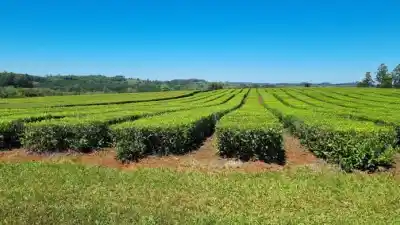 Té: los productores dijeron no a los $103 y la negociación se estira hasta agosto