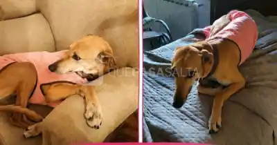 Desesperada búsqueda en San Lorenzo: una perrita con vestido rosa desapareció y piden ayuda para encontrarla