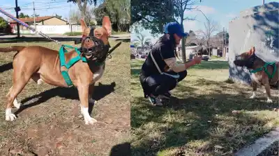 Siete meses en una jaula: la desesperada búsqueda de un hogar para Jack, el pitbull que mordió a una nena