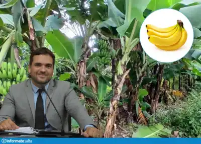 Banana importada: el duro cuestionamiento de un senador salteño al Gobierno nacional