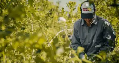 La Cachuera se corona como la reina exportadora de yerba mate: ¿qué hay detrás de su estrategia?
