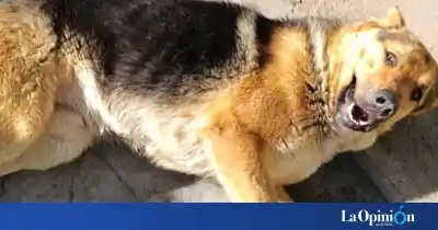 Un pastor alemán deambuló días por el centro de Río Gallegos: ahora buscan darle un hogar