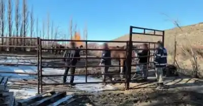 18 caballos sueltos en la Ruta 40: el riesgo que nadie vio venir