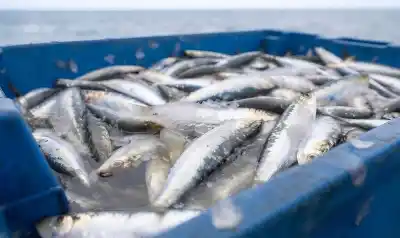 La sardina fueguina vuelve al radar: el CFP habilita una pesca experimental por dos años