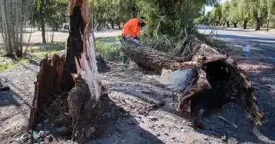 Árboles que engañan: por qué en Mendoza se caen ejemplares que parecen sanos