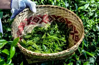 Té misionero: el primer producto agroecológico certificado del país nació en Oberá
