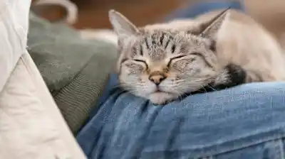 Tu gato duerme sobre vos: el gesto que esconde un mensaje secreto sobre su confianza