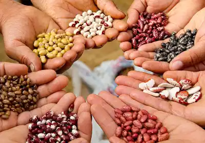 Intercambio de plantas y semillas: el encuentro que no te podés perder hoy