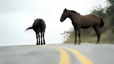 Un joven de 18 años chocó contra un caballo suelto en la Ruta 7: no hubo heridos