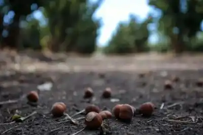 El secreto del valle que lidera la producción de avellanas en Argentina