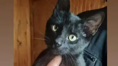 Un gato negro de la capital jujeña busca un hogar: ¿le darás una oportunidad?