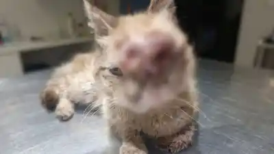 Un gato herido busca refugio en el barrio Moreno: ¿podés ayudarlo?