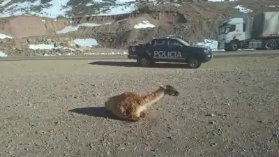 Doble pérdida en Punta de Vacas: murió el guanaco atacado por perros y perdió su cría